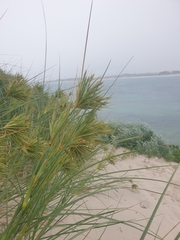 Spinifex longifolius