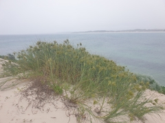 Spinifex longifolius