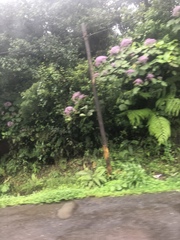 Neomirandea angularis