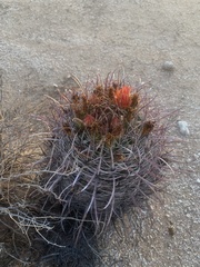 Ferocactus wislizeni