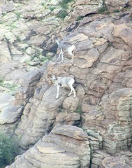 Ovis ammon