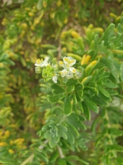 Nitraria billardierei