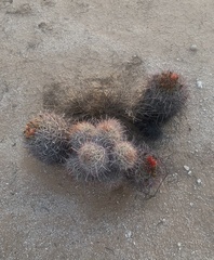 Ferocactus wislizeni