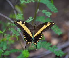 Heraclides andraemon