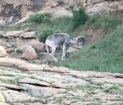 Ovis ammon
