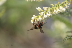 Triepeolus grandis