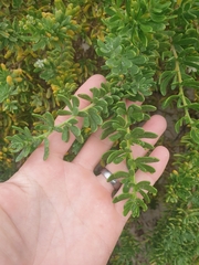 Nitraria billardierei