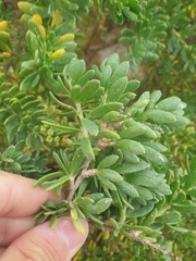 Nitraria billardierei