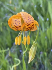 Lilium pardalinum wigginsii