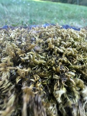 Homalothecium aureum