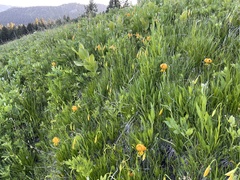 Lilium pardalinum wigginsii