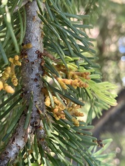 Arceuthobium tsugense