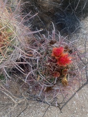 Ferocactus wislizeni