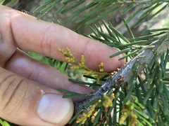 Arceuthobium tsugense