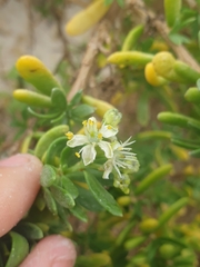 Nitraria billardierei
