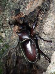 Trypoxylus dichotomus septentrionalis