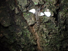 Thereuonema tuberculata