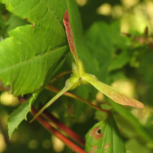 Vine Maple fruiting