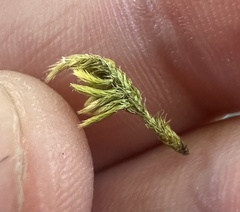 Homalothecium aureum