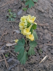 Corydalis bracteata