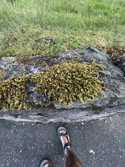 Homalothecium aureum