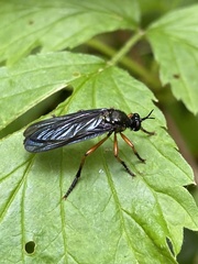 Dioctria oelandica