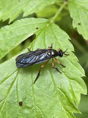 Dioctria oelandica