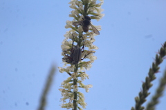 Macrodactylus mexicanus