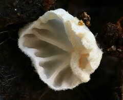Entoloma byssisedum