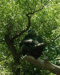 Gorilla