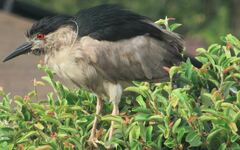 Nycticorax nycticorax