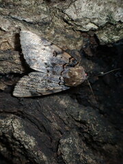 Arcte coerula