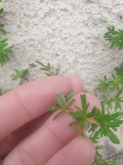 Hibbertia hypericoides