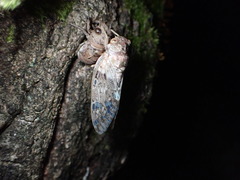 Platypleura kaempferi