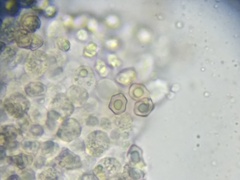 Entoloma byssisedum