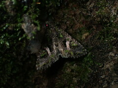 Trachea atriplicis