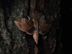 Ampelophaga rubiginosa