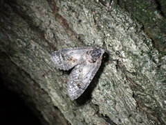 Ampelophaga rubiginosa