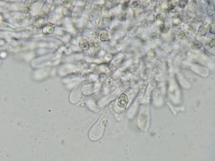 Entoloma byssisedum