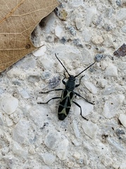 Tanyochraethes clathratus