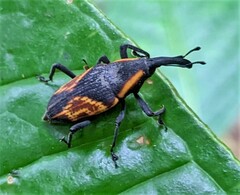 Cactophagus circumjectus