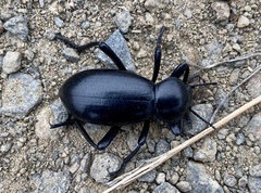 Eleodes grandicollis