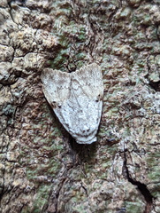 Barasa cymatistis