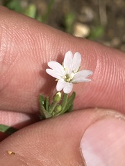 Epilobium hallianum