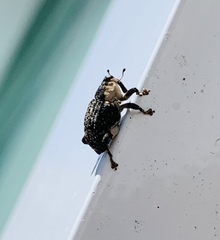 Peltophorus