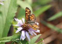 Phyciodes pulchella tutchone