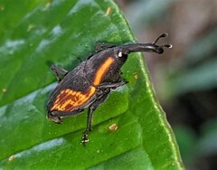 Cactophagus circumjectus