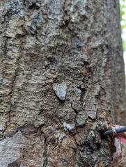 Barasa cymatistis