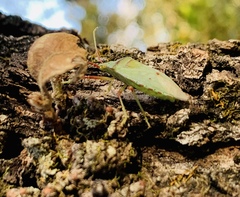 Chlorocoris distinctus