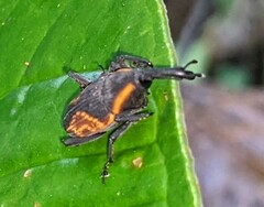 Cactophagus circumjectus